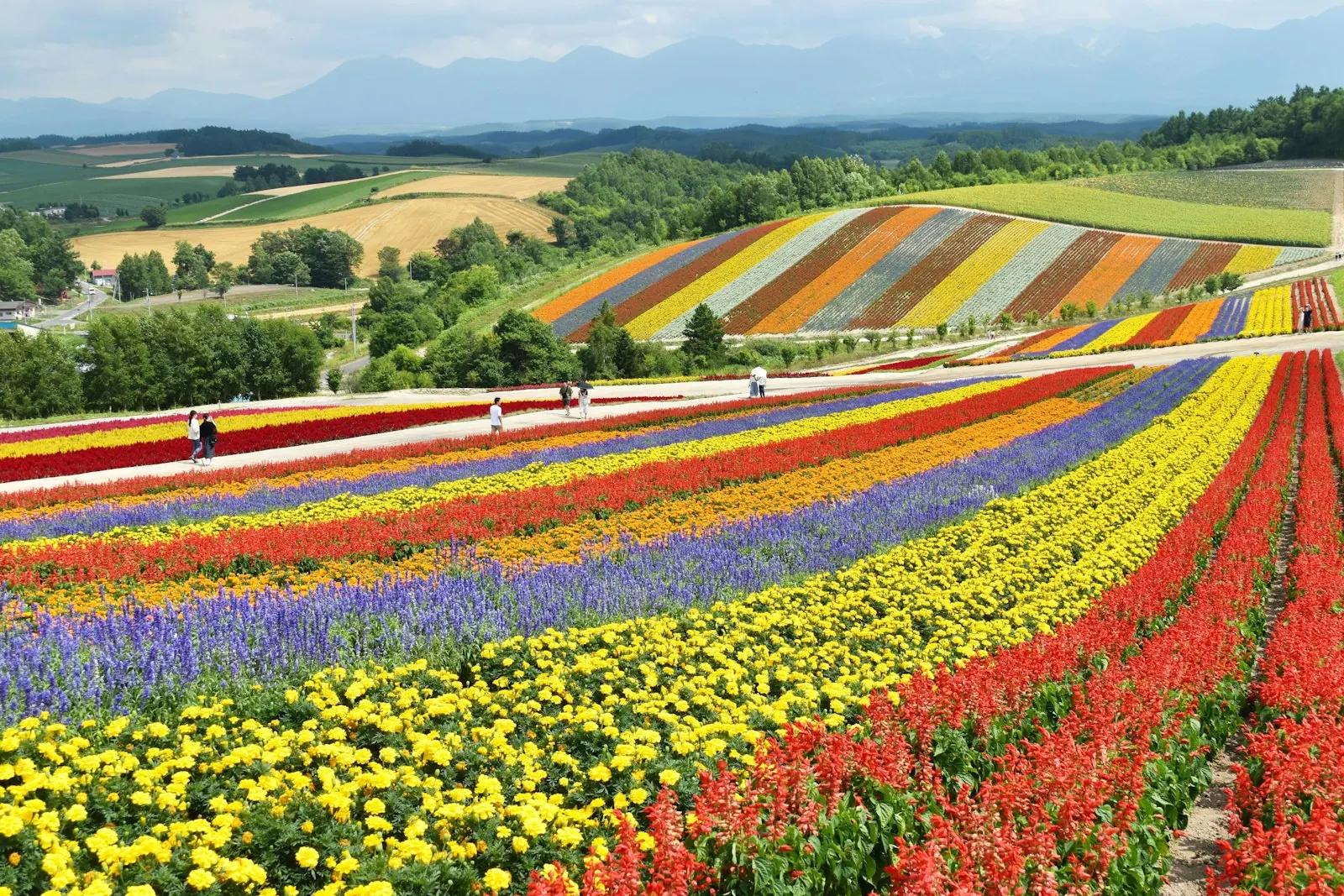 Những luống hoa nhiều màu chạy song song trên sườn đồi ở Hokkaido, phía xa là đồng ruộng và dãy núi