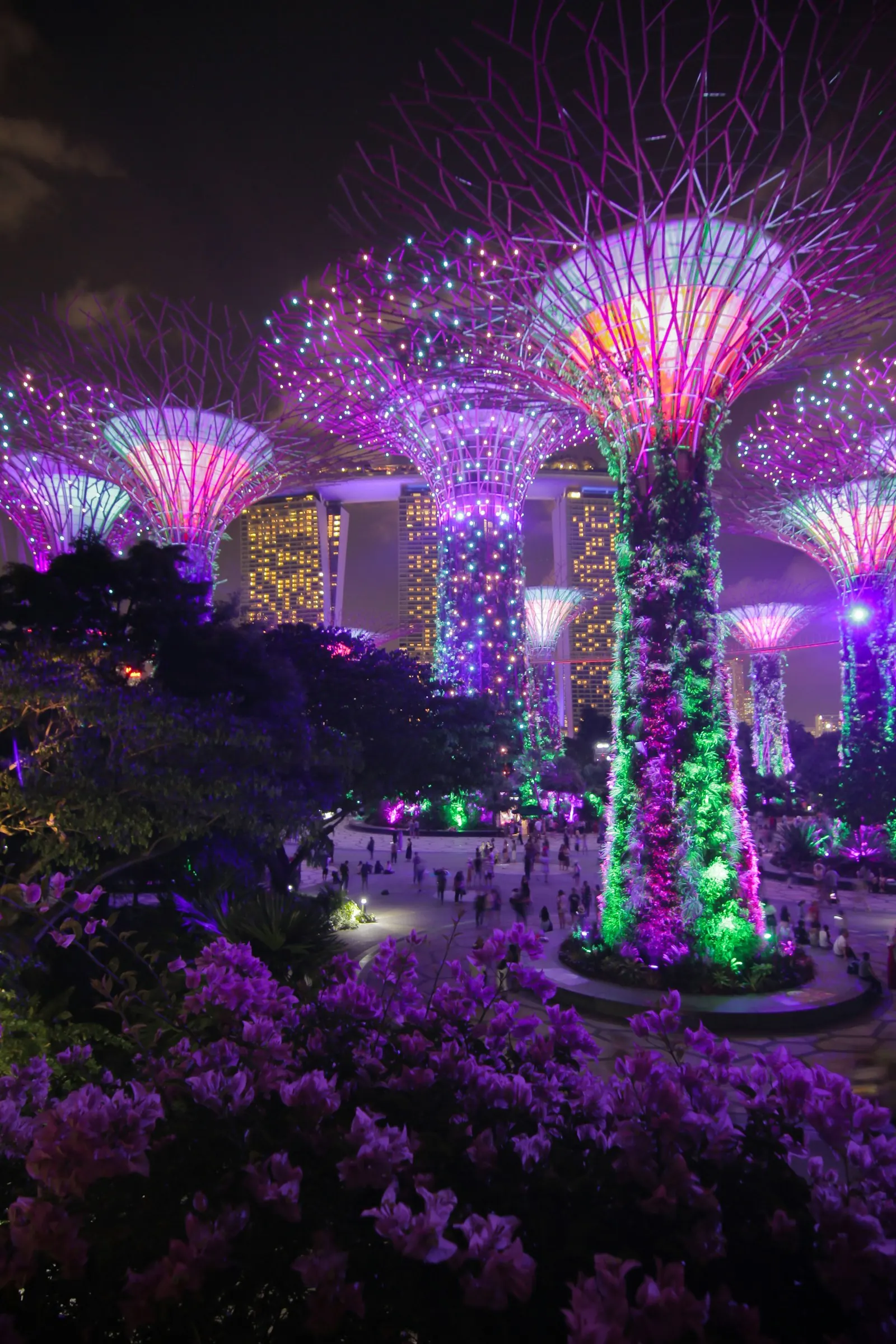 Vườn Supertree ở Gardens by the Bay lên đèn tím và xanh trong đêm, du khách đi lại dưới các thân cây nhân tạo
